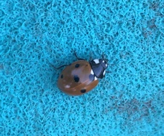 Coccinella septempunctata
