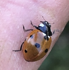 Coccinella septempunctata