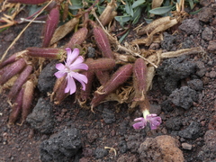Saponaria sicula