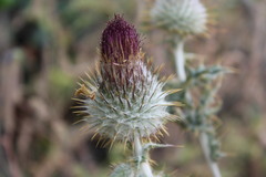 Cirsium occidentale occidentale