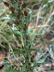 Omalotheca sylvatica