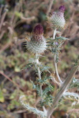 Cirsium occidentale occidentale