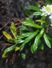 Anaphalioides subrigida