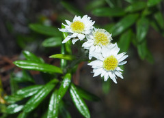 Anaphalioides subrigida