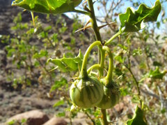 Solanum villosum image