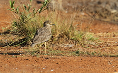 Burhinus senegalensis