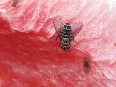 Tachinidae