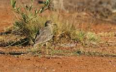 Burhinus senegalensis