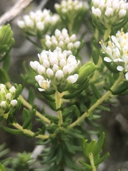 Agathosma serpyllacea