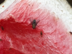 Tachinidae