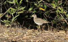Burhinus senegalensis