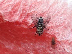 Tachinidae