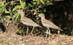 Burhinus senegalensis