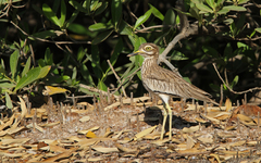 Burhinus senegalensis