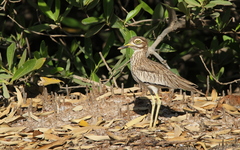 Burhinus senegalensis