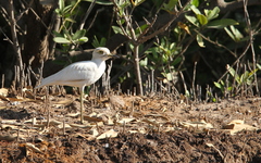 Burhinus senegalensis