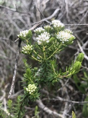 Agathosma serpyllacea