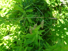 Carex castanea