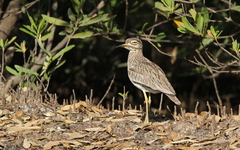 Burhinus senegalensis