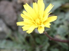 Hypochaeris robertia