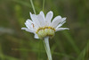 Cota triumfetti - Photo (c) Nadezhda Liksakova, some rights reserved (CC BY-NC), uploaded by Nadezhda Liksakova