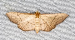Hypolamprus ypsilon