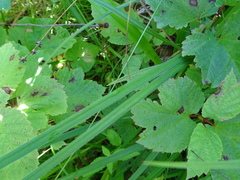 Carex castanea