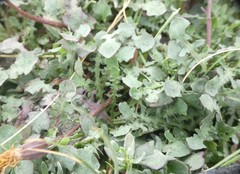 Hypochaeris robertia