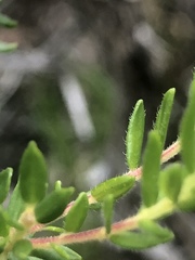 Agathosma serpyllacea