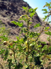 Solanum villosum image