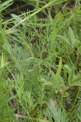 Seseli pallasii