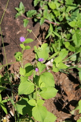 Cyanthillium patulum