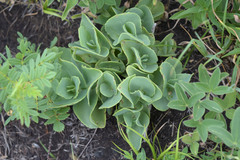 Hylotelephium caucasicum