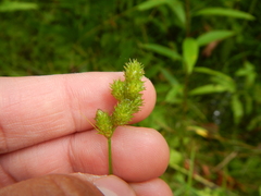 Carex projecta