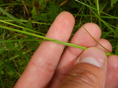 Carex projecta