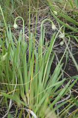 Allium denudatum