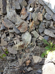 Poa glauca