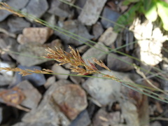 Poa glauca