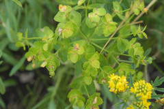 Euphorbia iberica