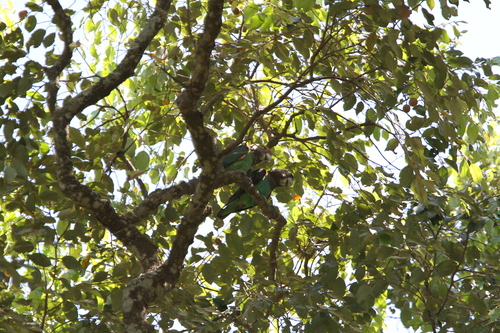 Brown-necked Parrot (Poicephalus fuscicollis), photo 10