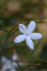 Jasminum officinale