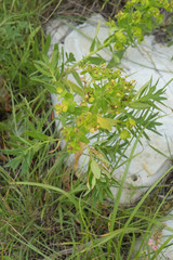 Euphorbia iberica