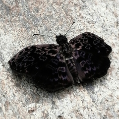 Cycloglypha thrasibulus