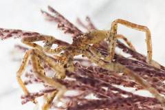 Ammothea hilgendorfi