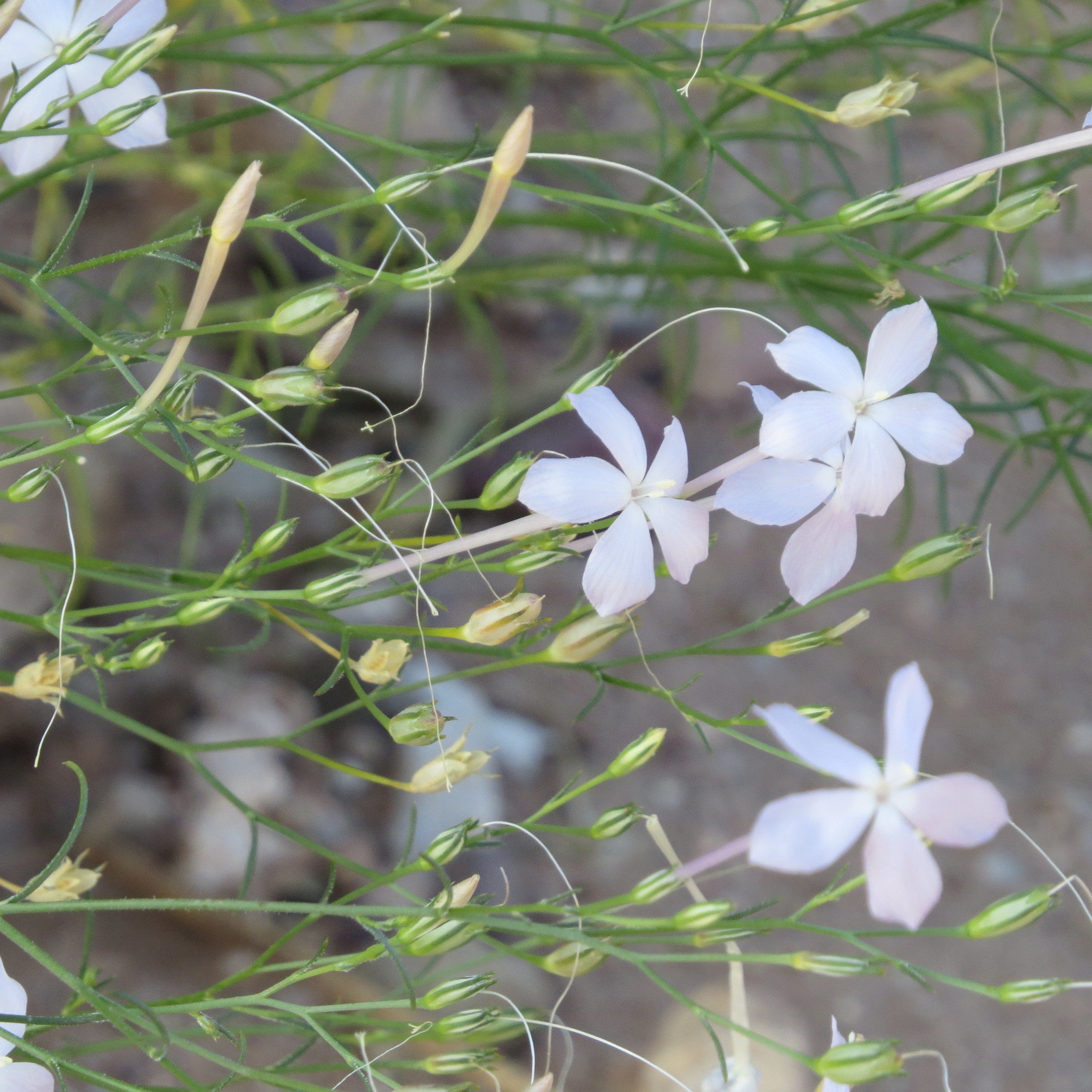Ipomopsis longiflora ssp. australis