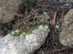 Sabulina nuttallii