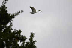 Ardea alba