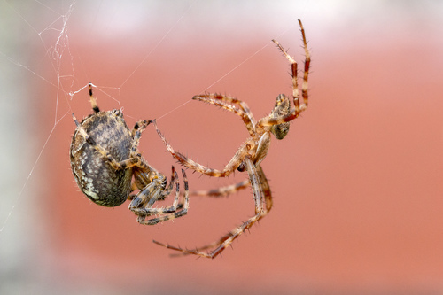 European garden spider
