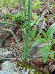 Dasylirion parryanum