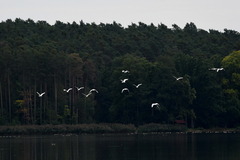 Ardea alba